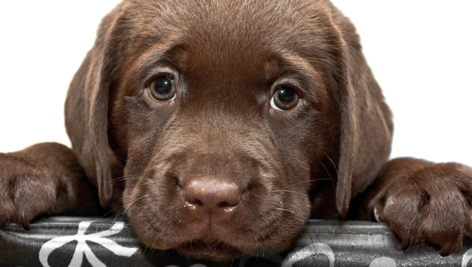 Puppy, Labrador, Dog Desktop Background - Happy Belated Birthday Labrador - HD Wallpaper 