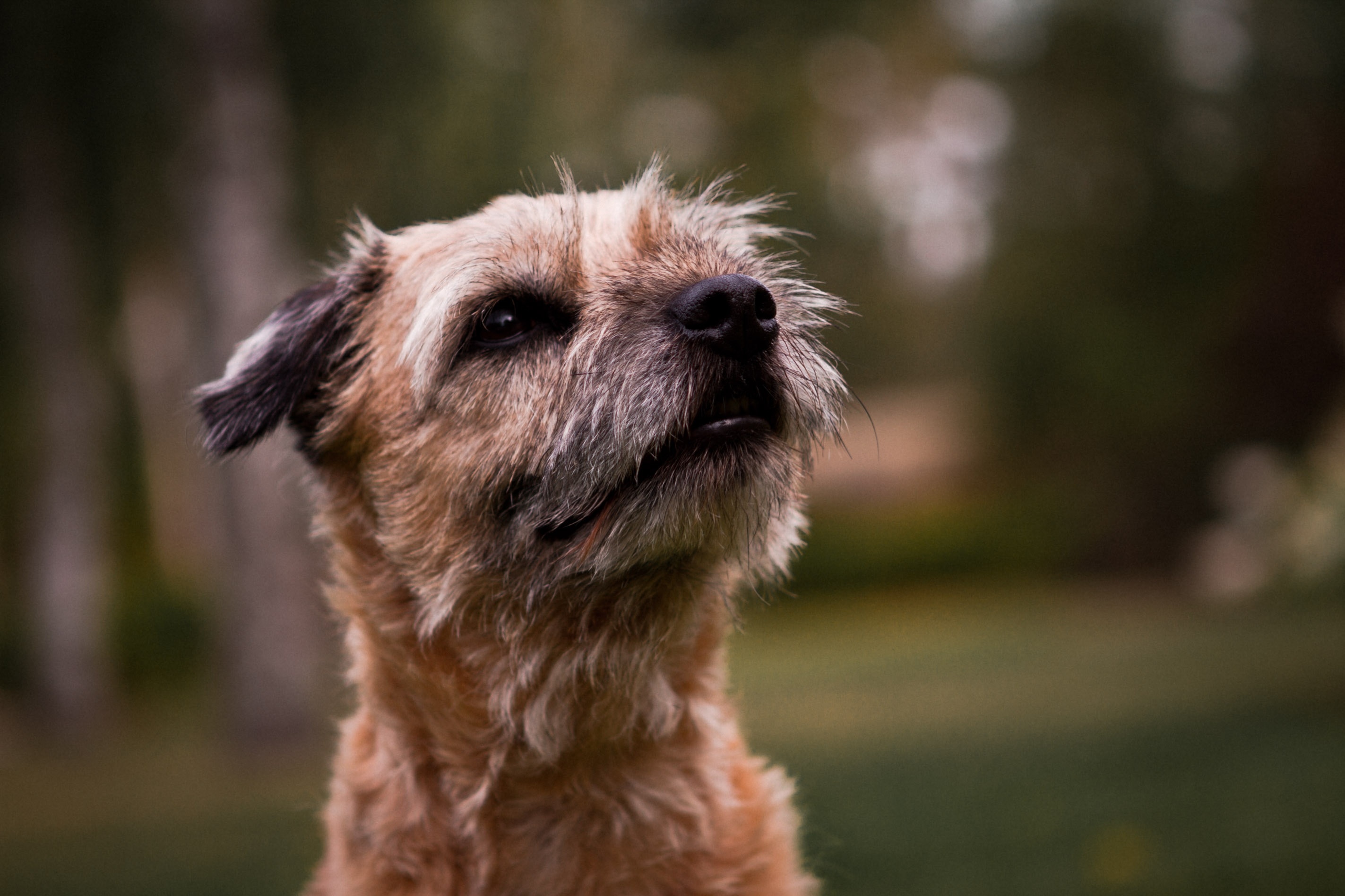 Border Terrier - HD Wallpaper 