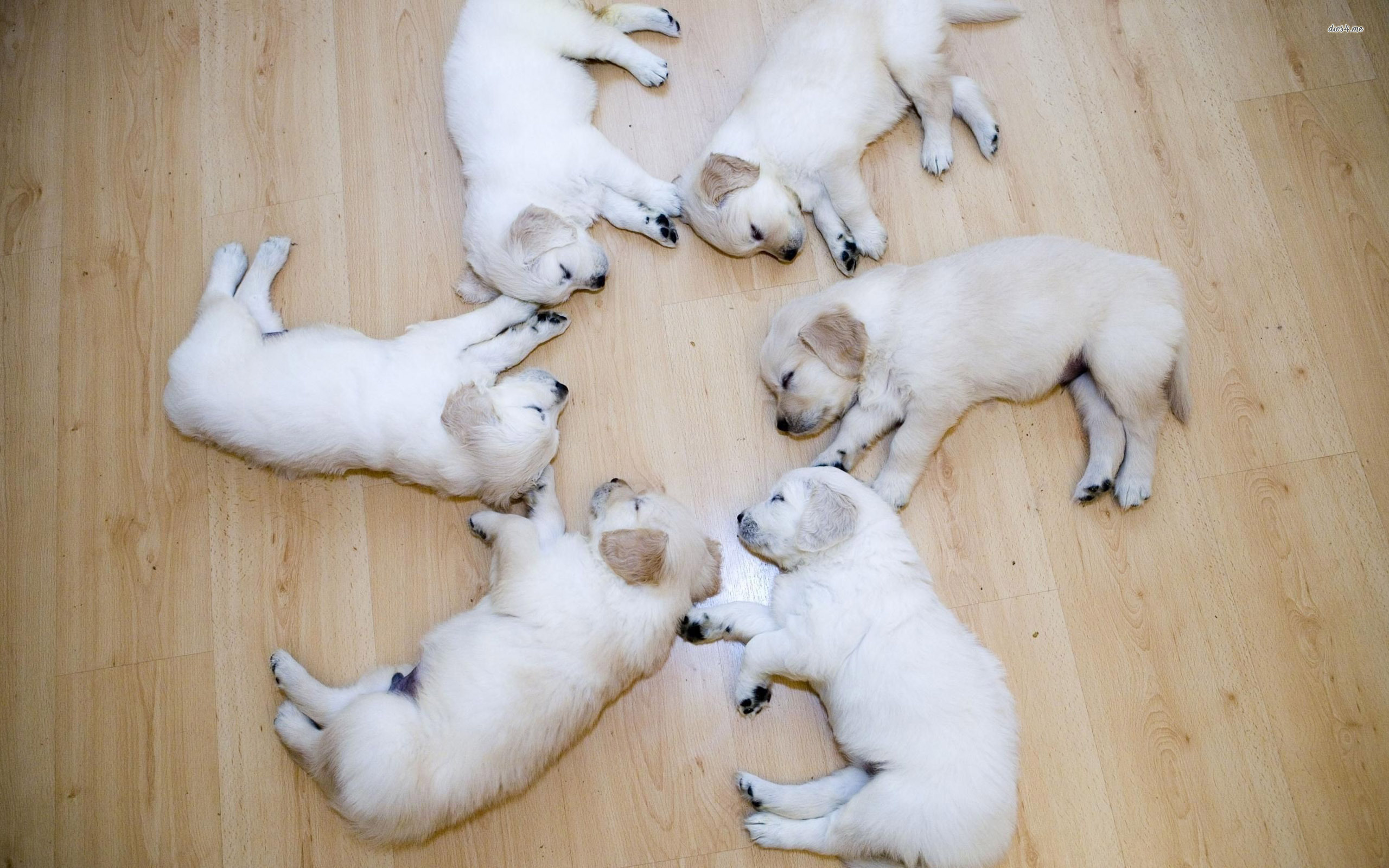 Cute Yellow Lab Puppys - HD Wallpaper 