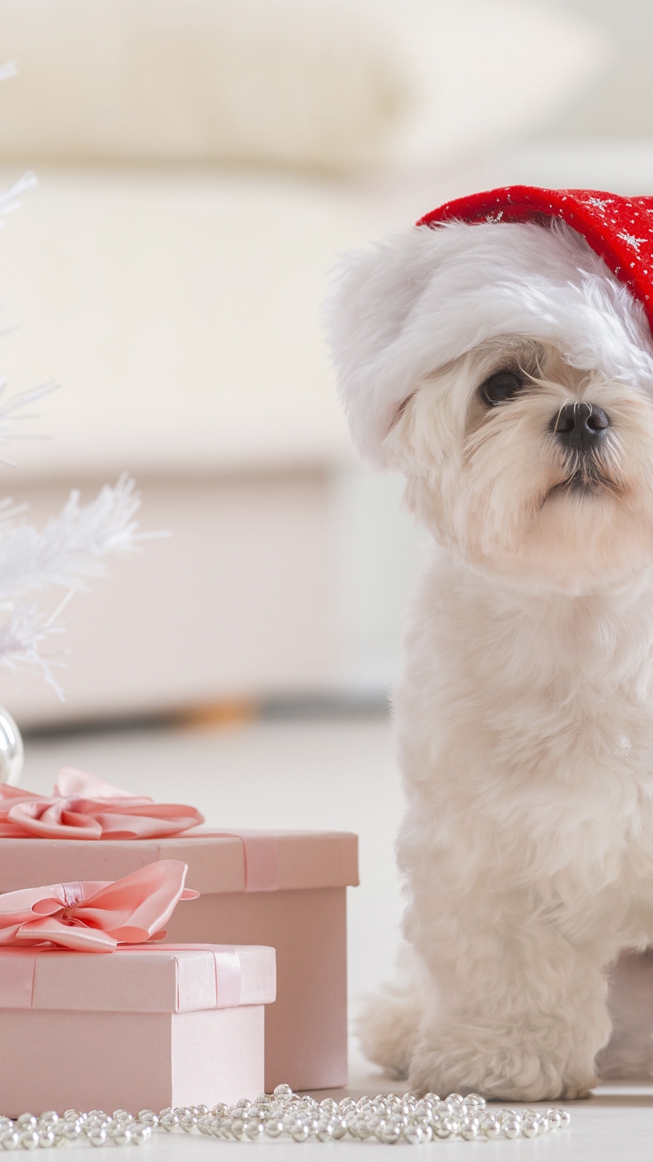 Merry Christmas Dog - HD Wallpaper 