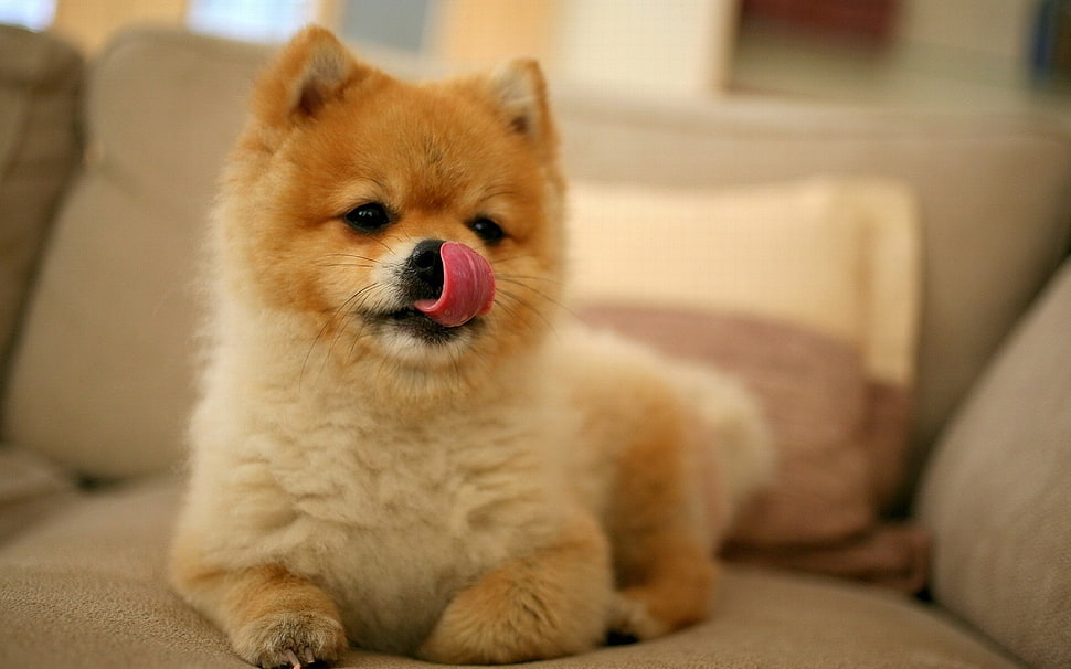 White And Tan Pomeranian Puppy Hd Wallpaper - Japanese Cute Dog Breeds - HD Wallpaper 