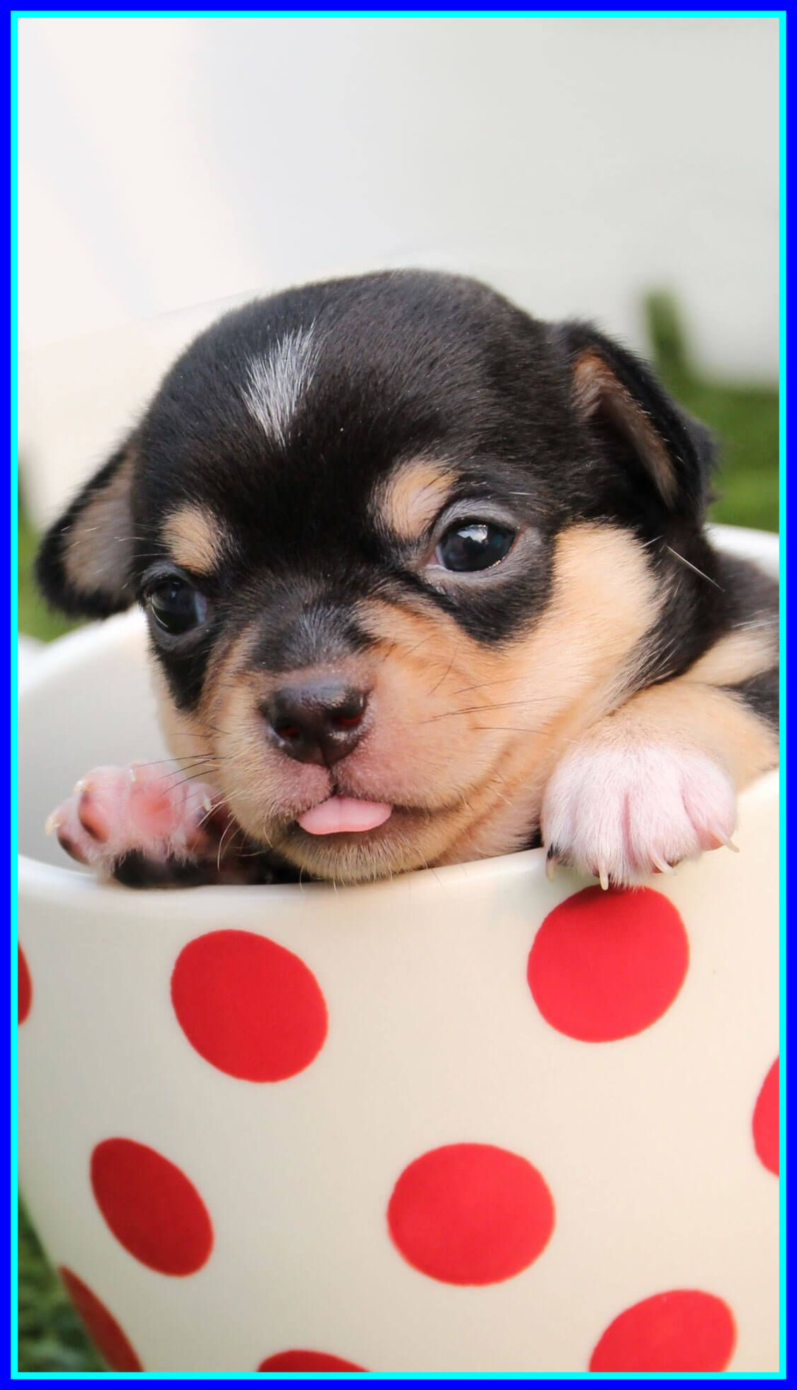 1130x1970, Cute Dog Wallpaper Cute Dog Valentines Wallpaper - Cute Puppies Wallpaper For Iphone - 1130x1970 Wallpaper 1130x1970, Cute Dog Wallpaper Cute Dog Valentines Wallpaper - Cute Puppies Wallpaper For Iphone - 1130x1970 Wallpaper
