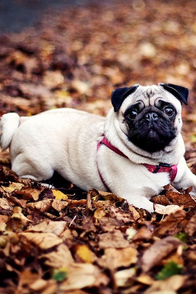 Dogs Wallpapers Cell Phones - Pug Hd Wallpaper Iphone - HD Wallpaper 