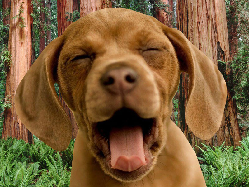 Puppy Wallpaper For Computer Screen - HD Wallpaper 