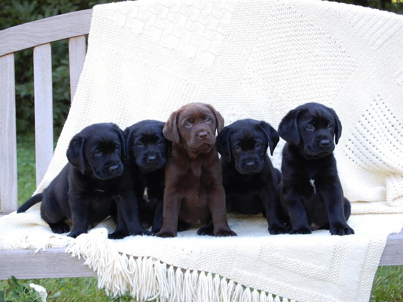 Cute Labrador Puppies Wallpaper - Black Lab Puppy Backgrounds - HD Wallpaper 