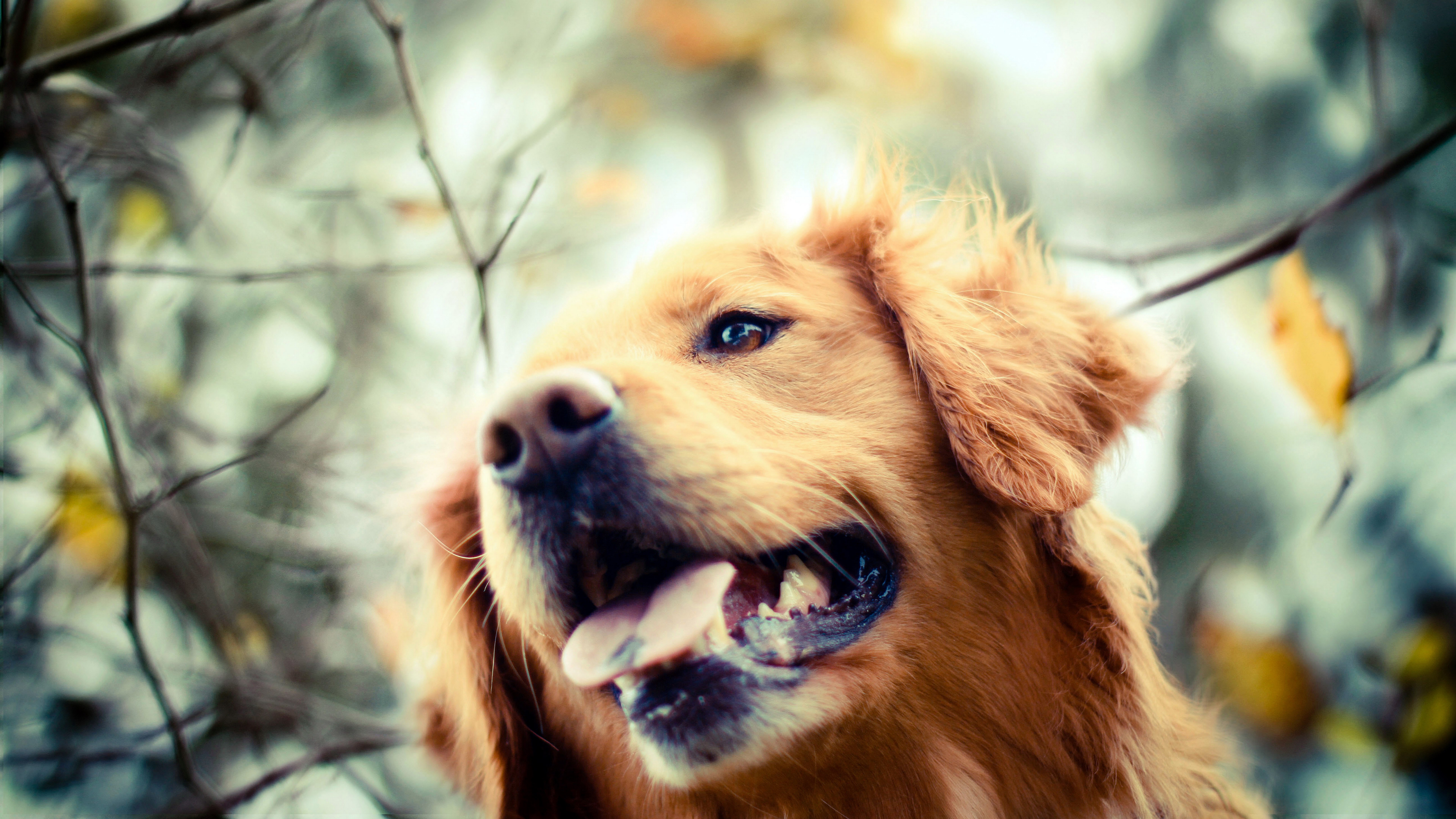 Dog Wallpaper Golden Retriever - HD Wallpaper 