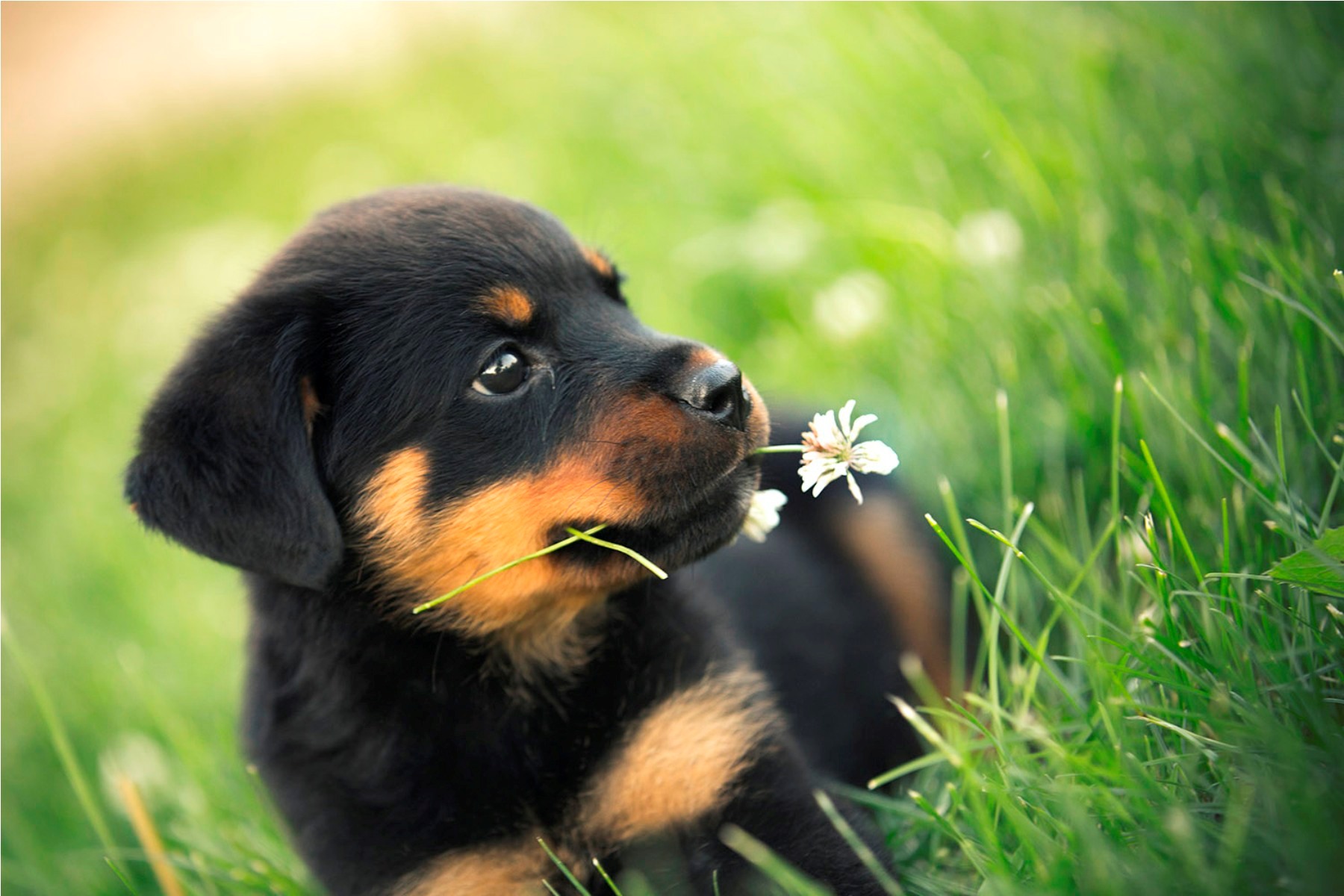 Cute Rottweiler Puppy Hd Desktop Wallpaper - Rottweiler Dogs - HD Wallpaper 