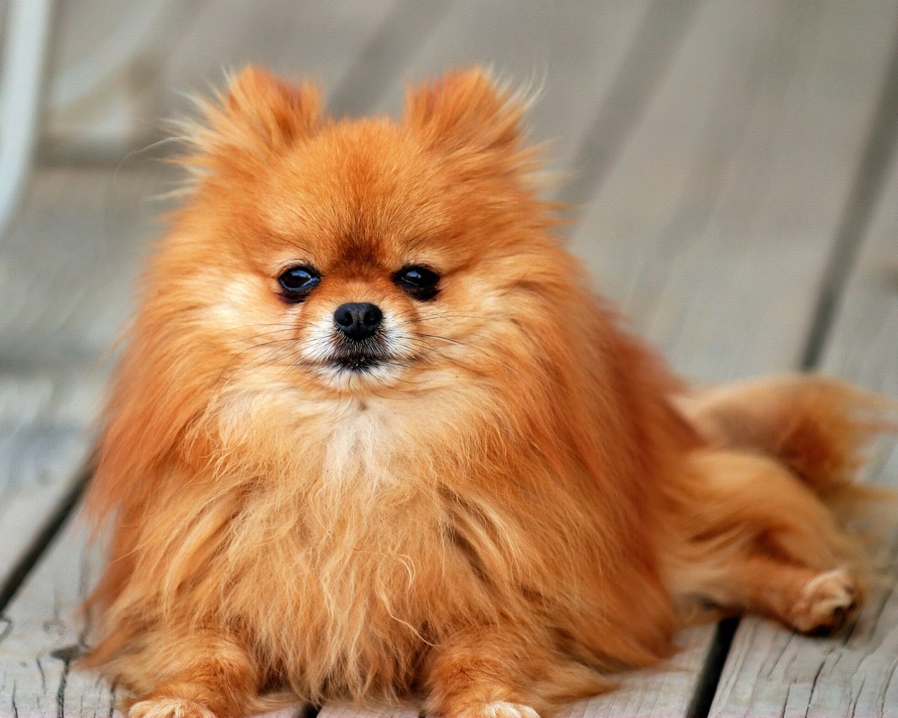 Cute Pomeranian Dog - HD Wallpaper 
