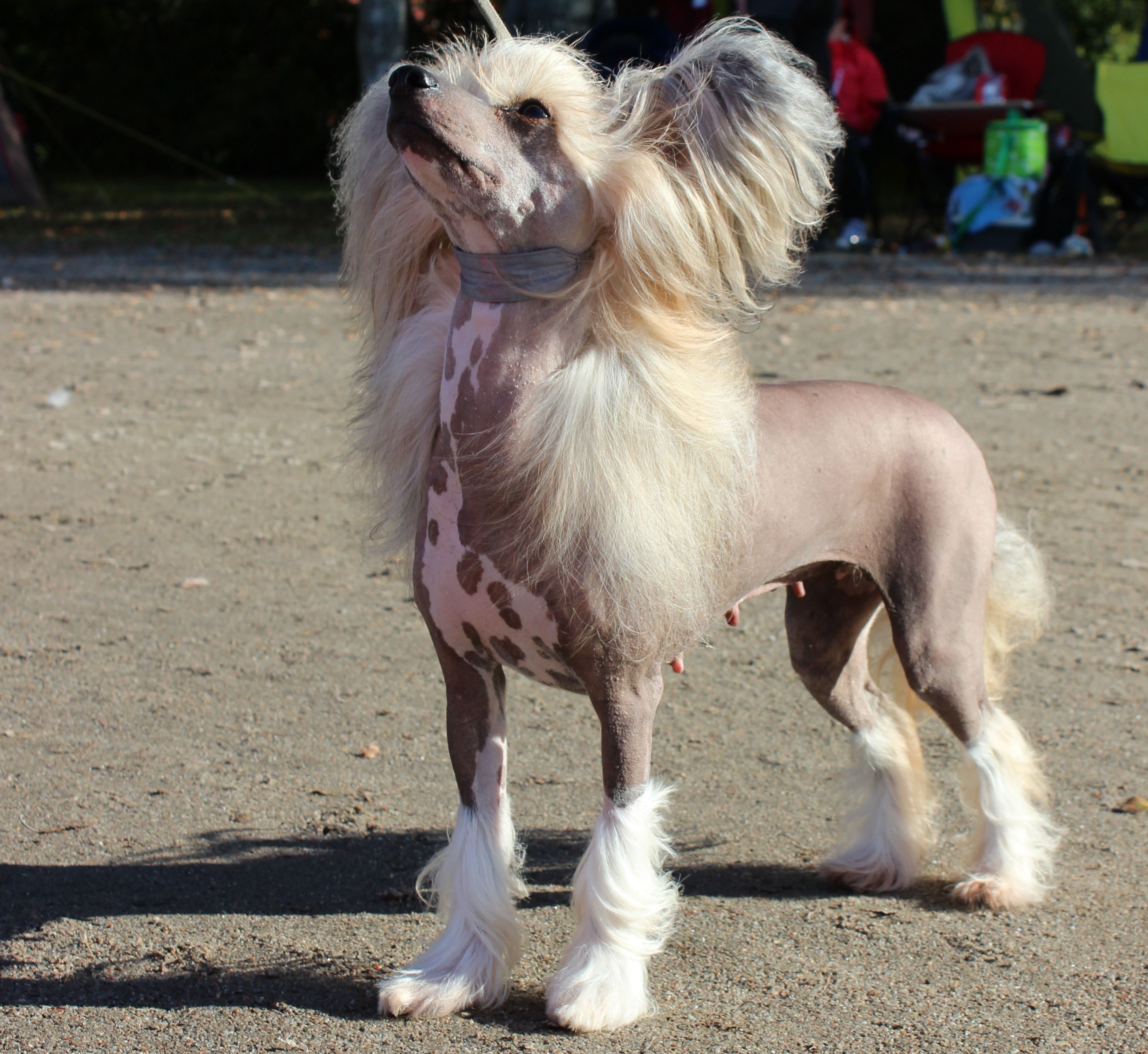 Crested Chinese - HD Wallpaper 