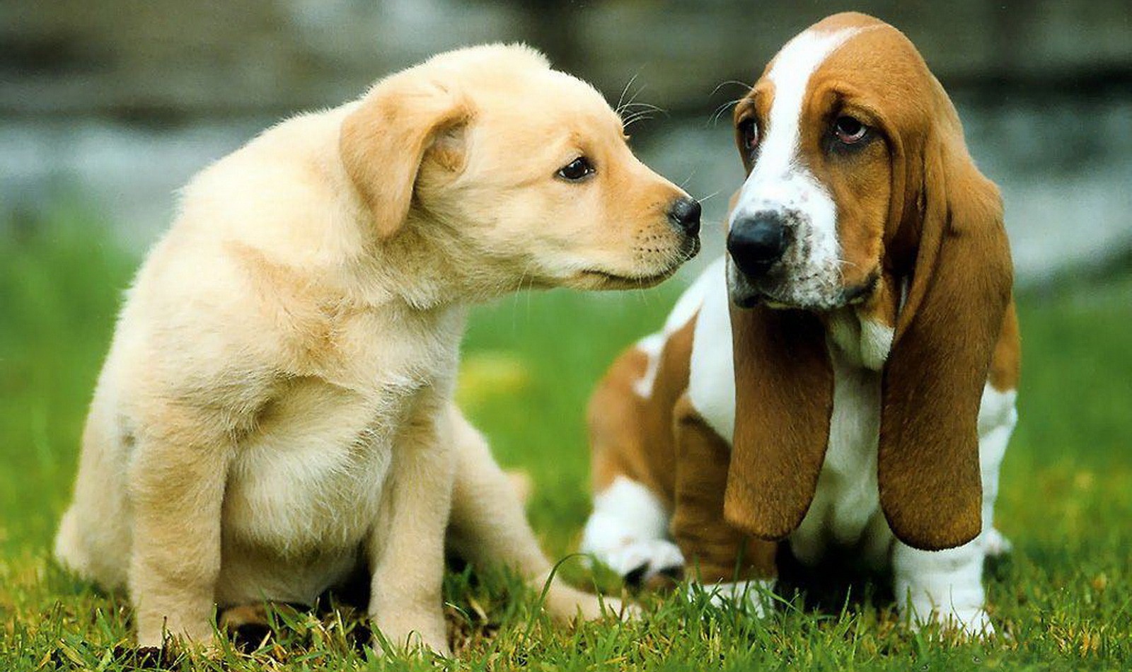 Puppy Basset Hound With Indian Sweet Dog - Handle Every Stressful Situation Like A Dog Quote - HD Wallpaper 