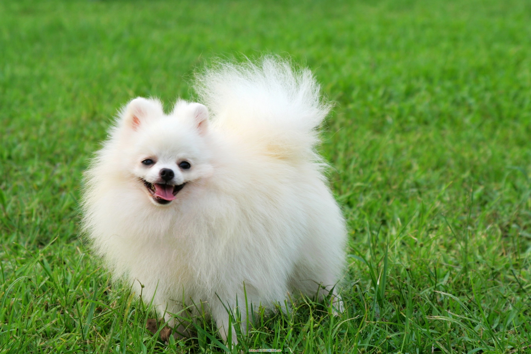 Pomeranian Puppies Wallpaper Android Apps On Google - White Chihuahua Pomeranian Mix - HD Wallpaper 