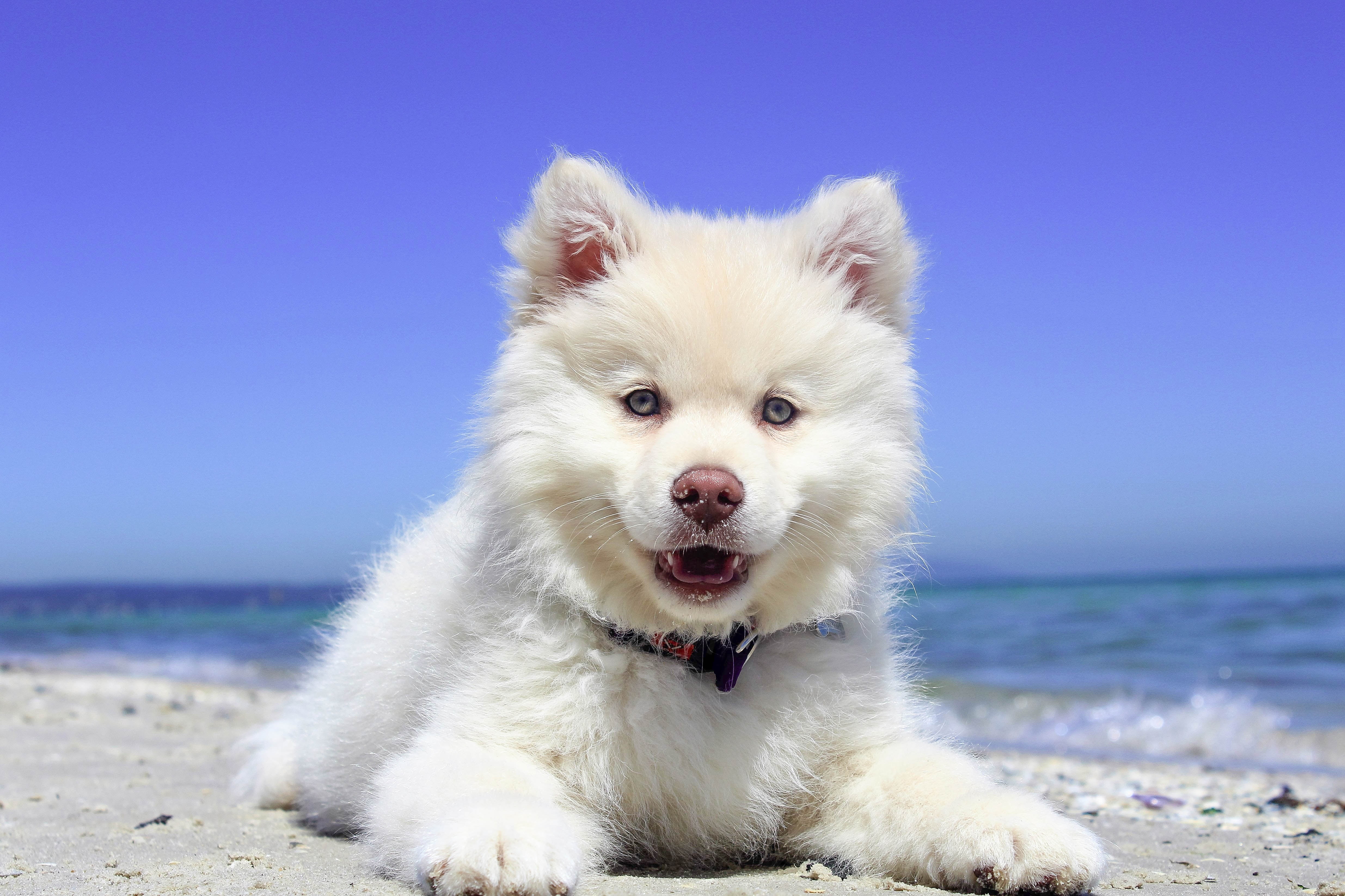 Husky Puppy On The Beach - HD Wallpaper 