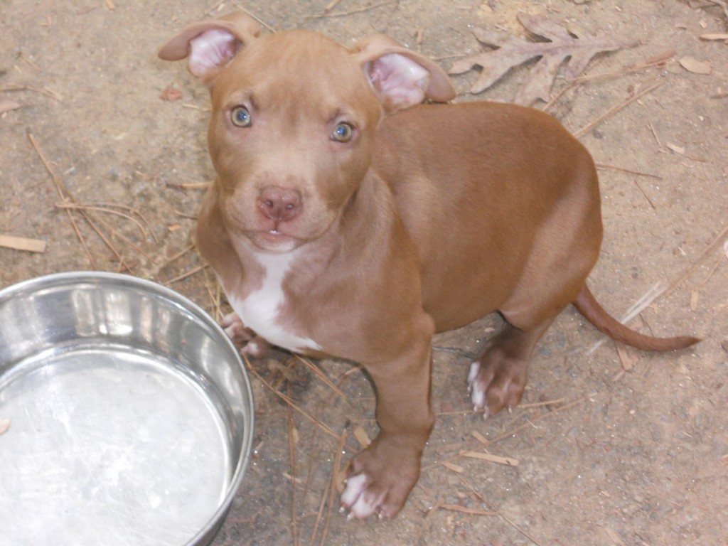 Red Nose Pitbull Female Puppy - HD Wallpaper 