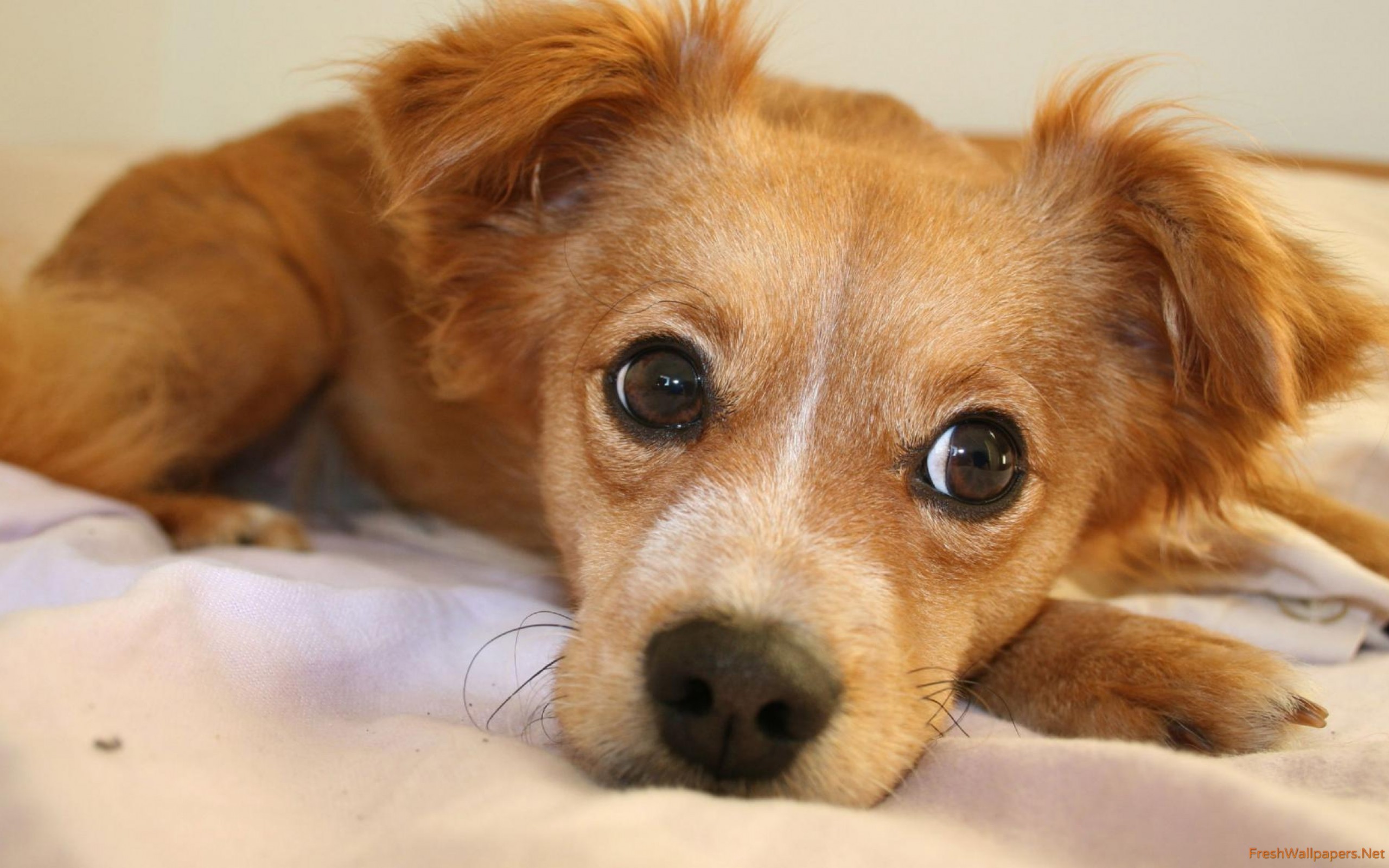 Companion Dog - HD Wallpaper 