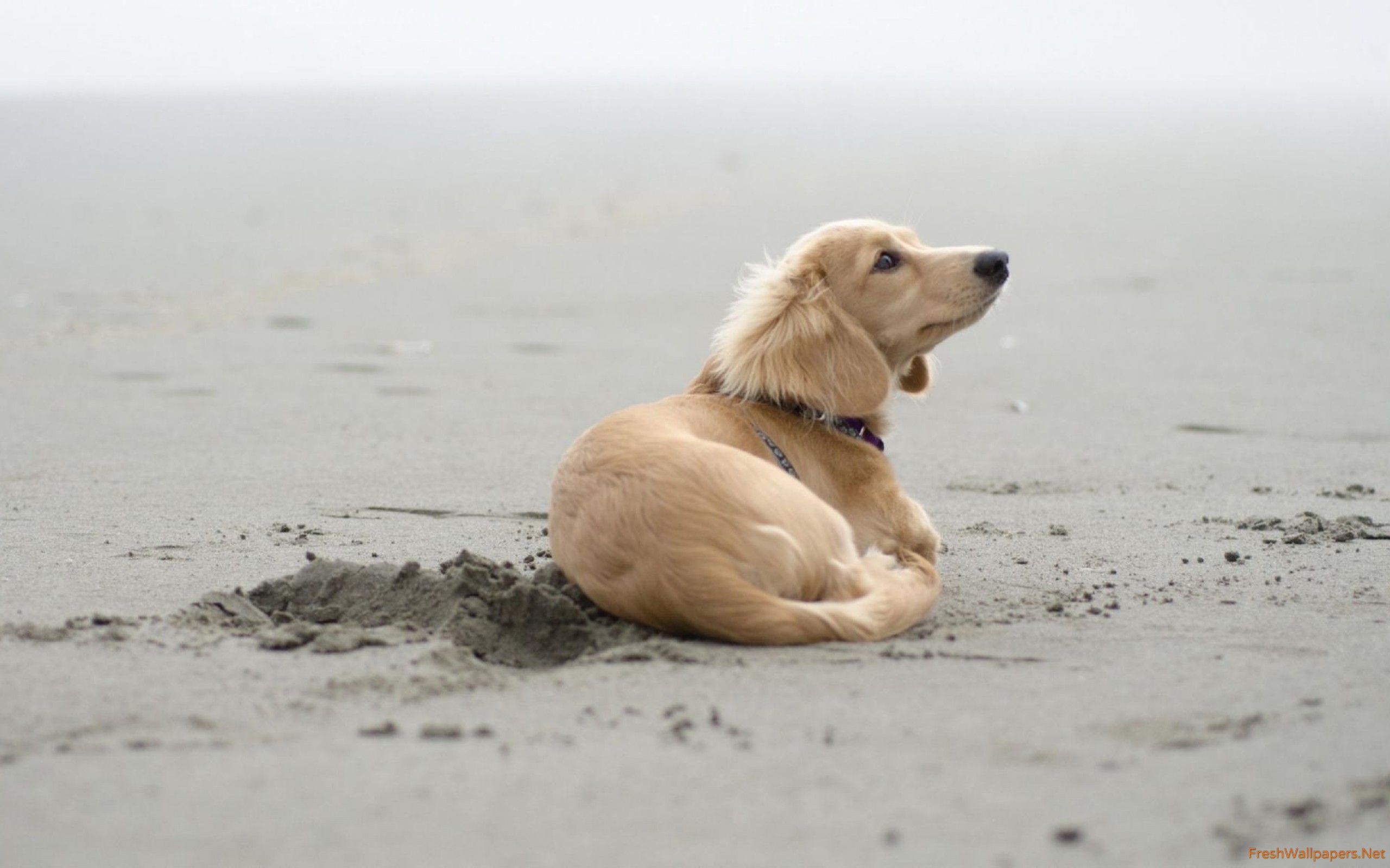 Puppy - HD Wallpaper 