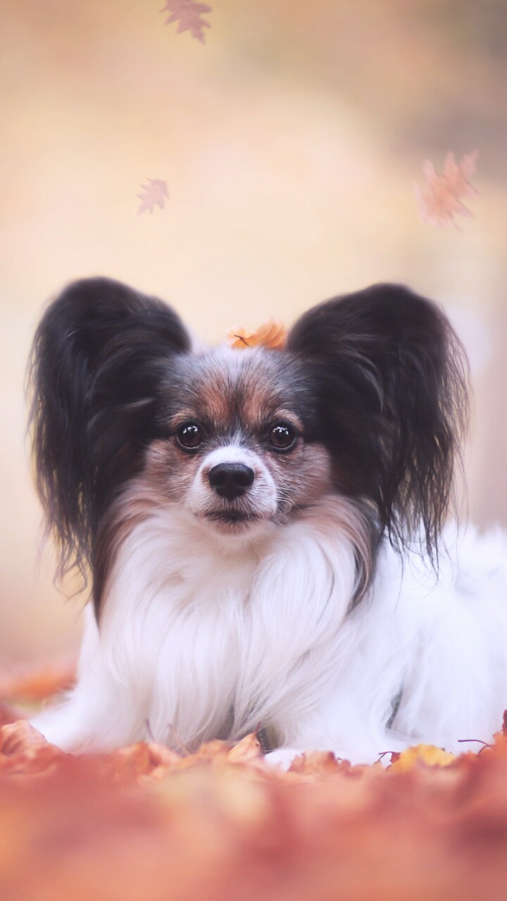 Animals, Autumn, And Baby Image - Papillon - HD Wallpaper 