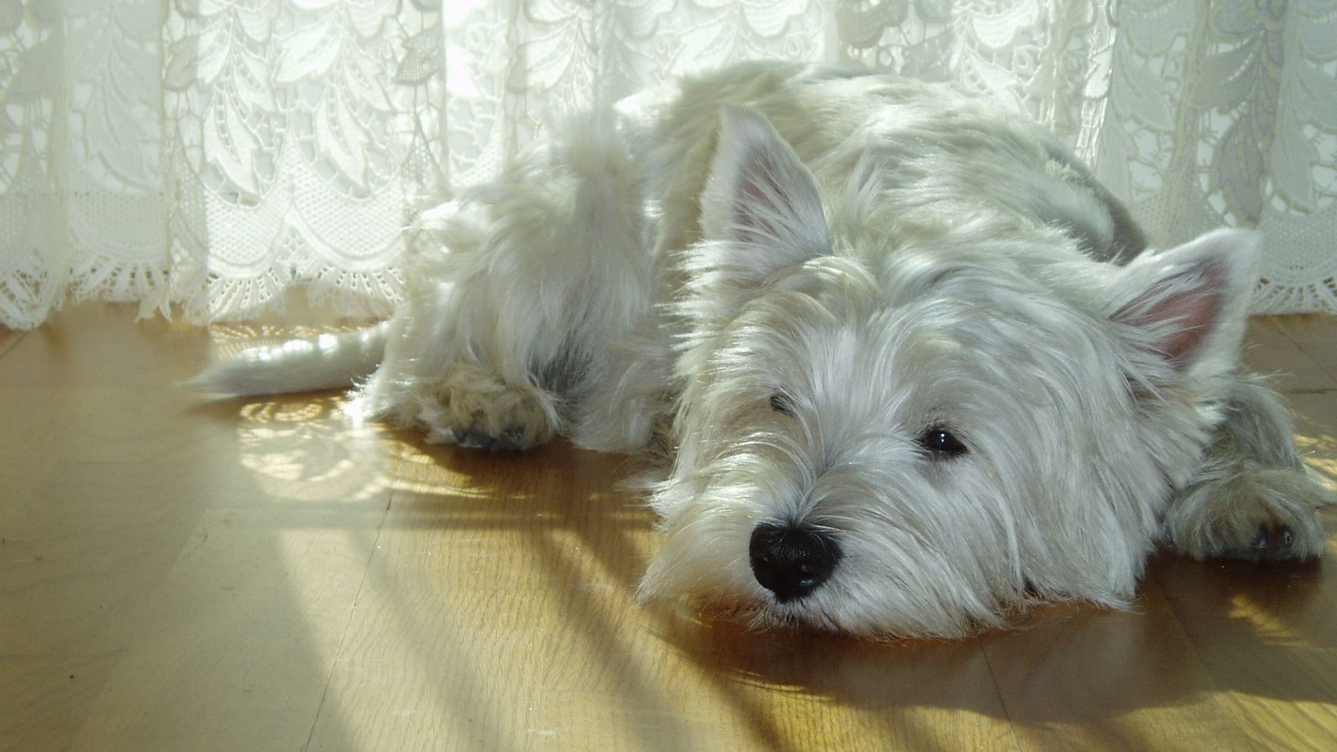 1920x1080, Tiere - Westie Dog Lying Down - HD Wallpaper 