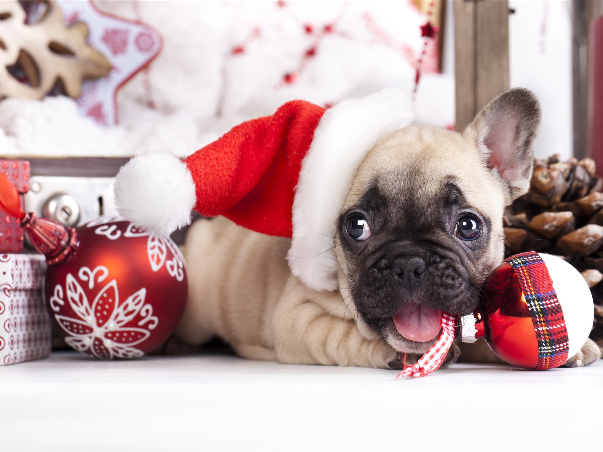French Bulldog Christmas Theme - HD Wallpaper 