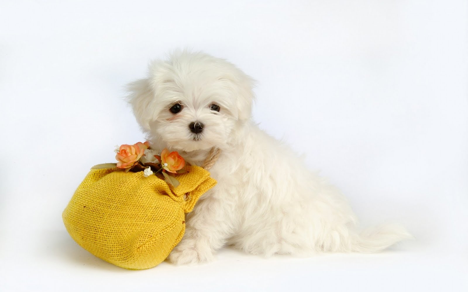 Cute Dog Dog Wallpaper Hd White Background - HD Wallpaper 