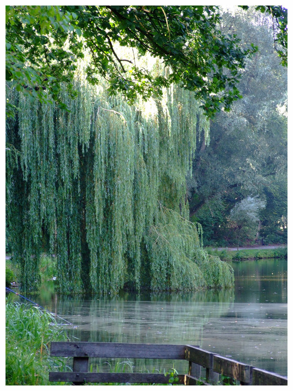 Weeping Willow Tree Phone - HD Wallpaper 