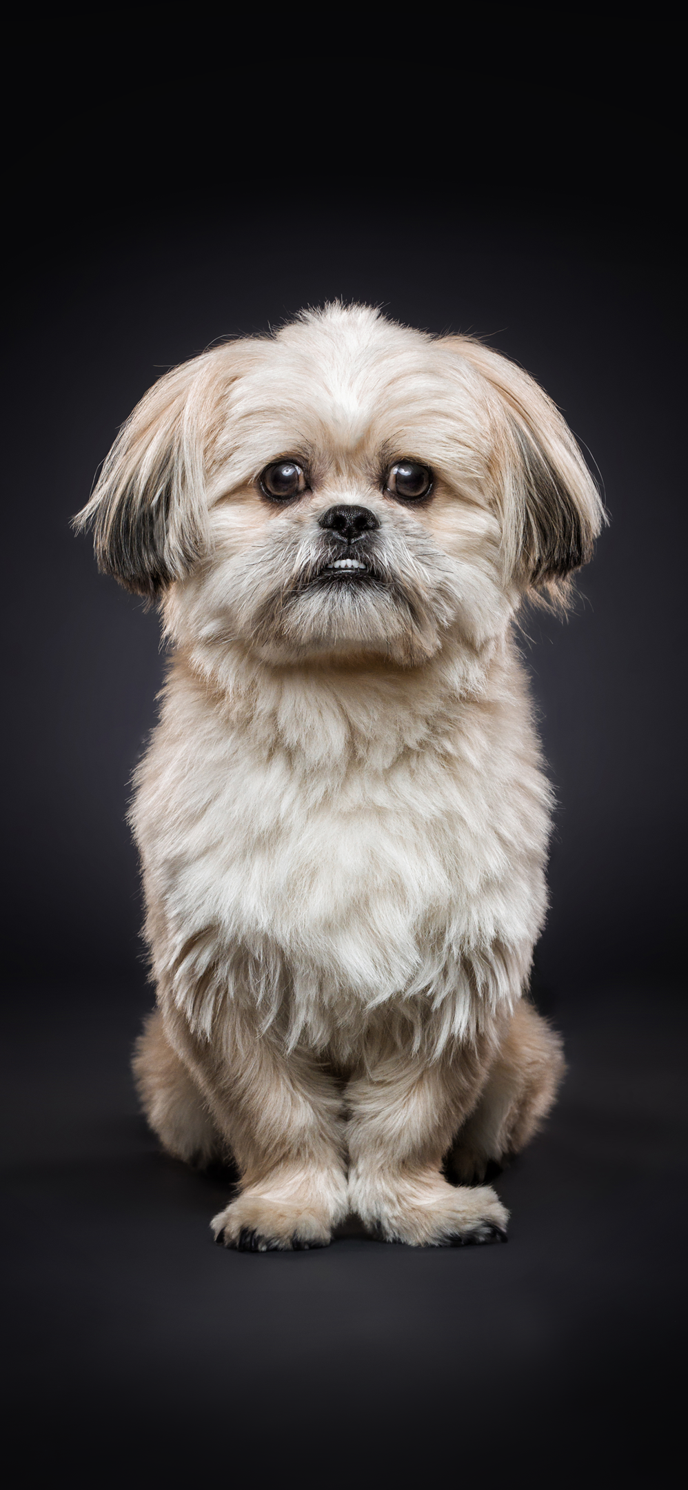 Iphone 11 Pro Wallpaper Dog - HD Wallpaper 