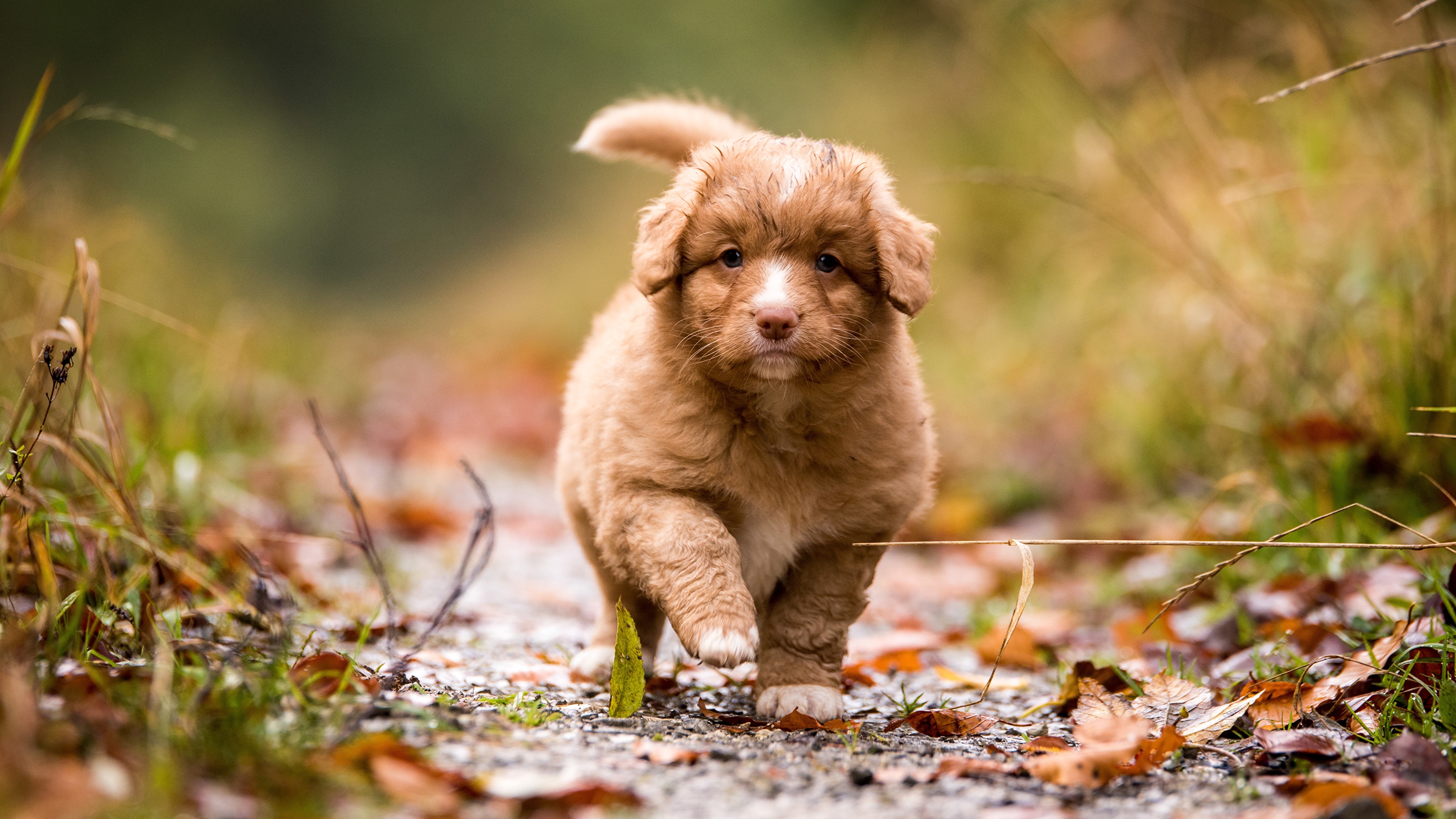 Nova Scotia Duck Tolling Retriever Puppy - HD Wallpaper 