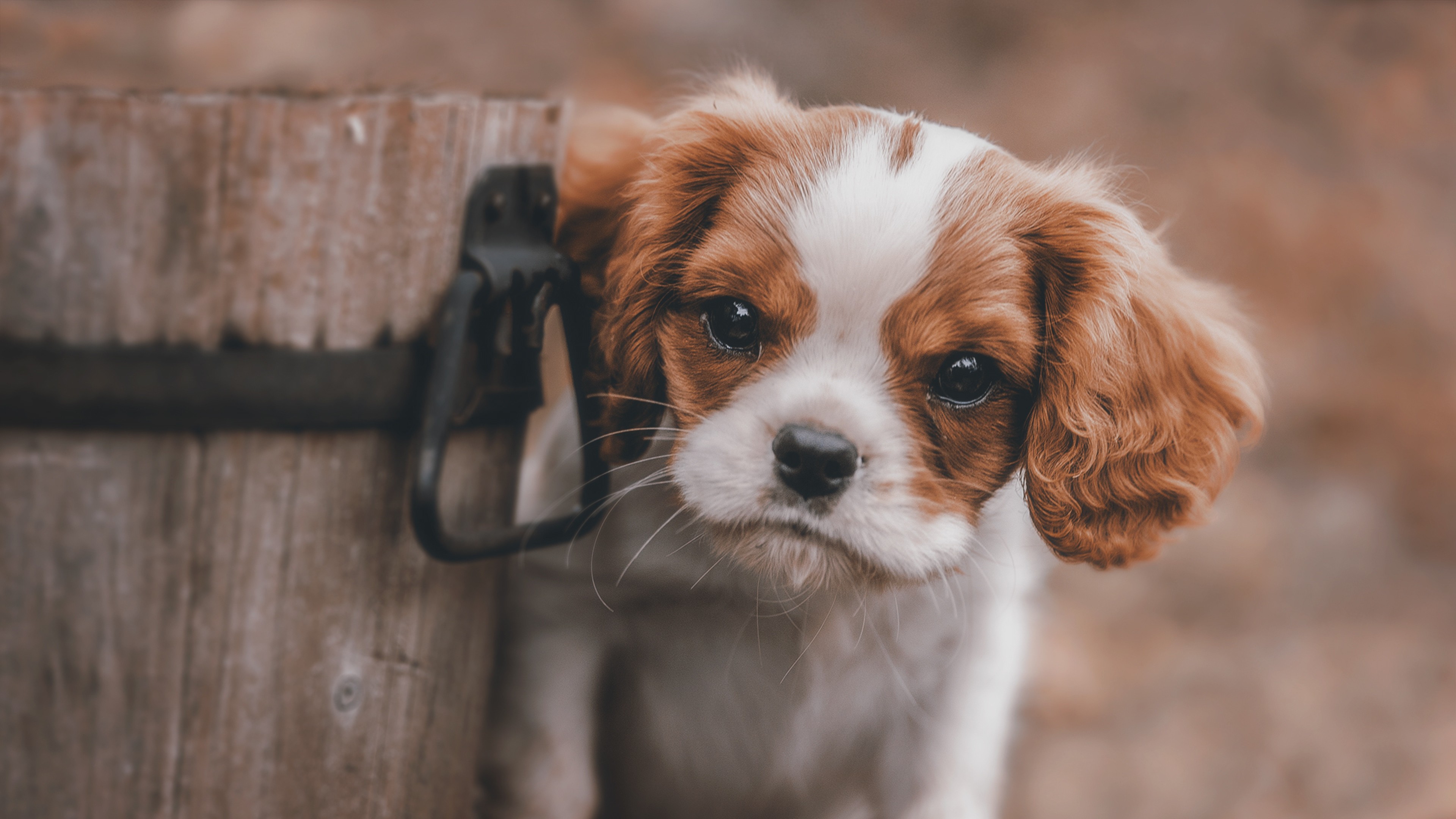 Cute Puppy Backgrounds Download Free Hd Cute Puppy - Cute Puppy Backgrounds - 3840x2160 Wallpaper Cute Puppy Backgrounds Download Free Hd Cute Puppy - Cute Puppy Backgrounds - 3840x2160 Wallpaper