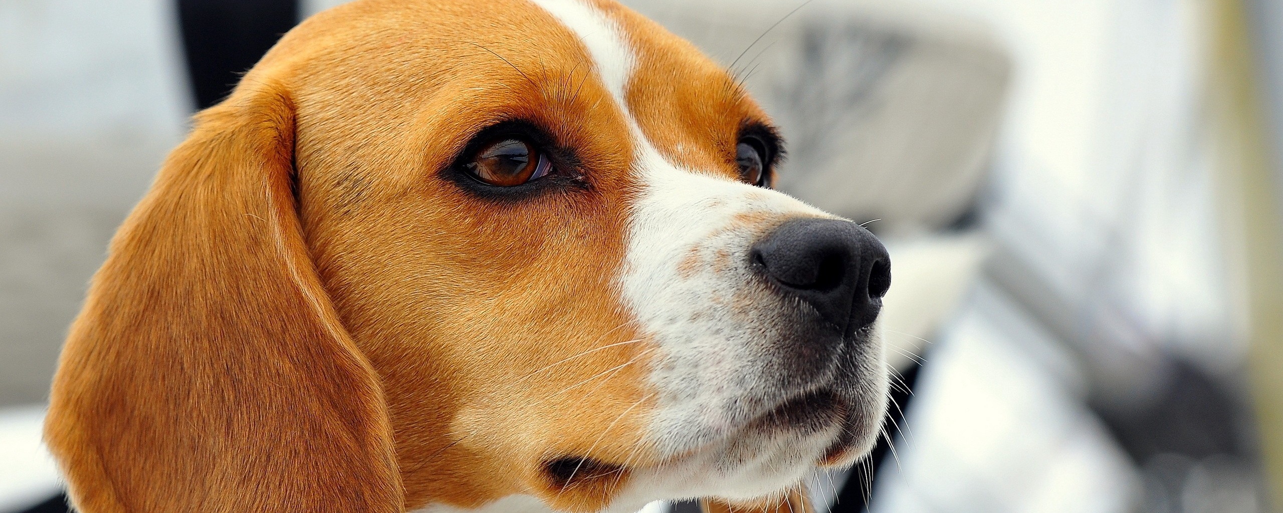 Wallpaper Dog, Beagle, Muzzle, Ears, Puppy - Puppy Dog Wallpaper Beagle - HD Wallpaper 
