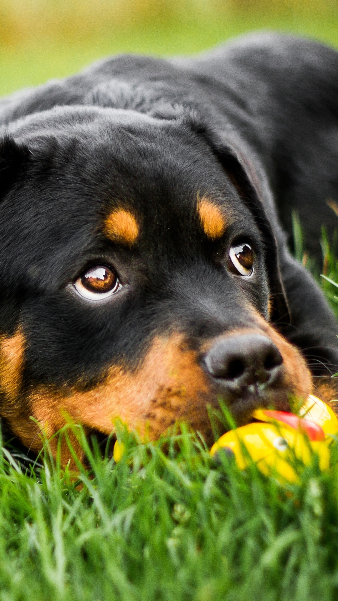 Rottweiler - HD Wallpaper 