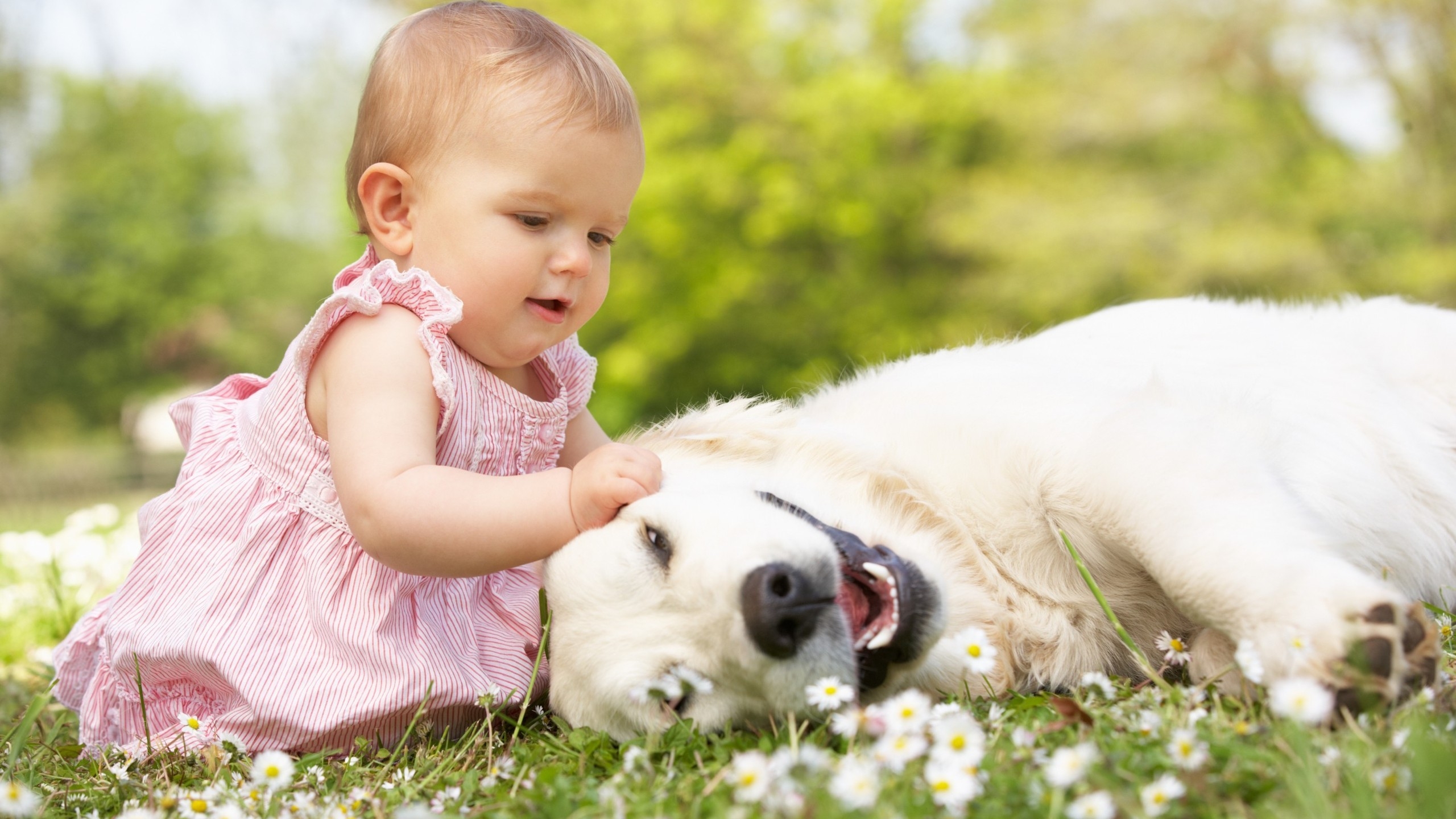 Girl With White Dog - HD Wallpaper 
