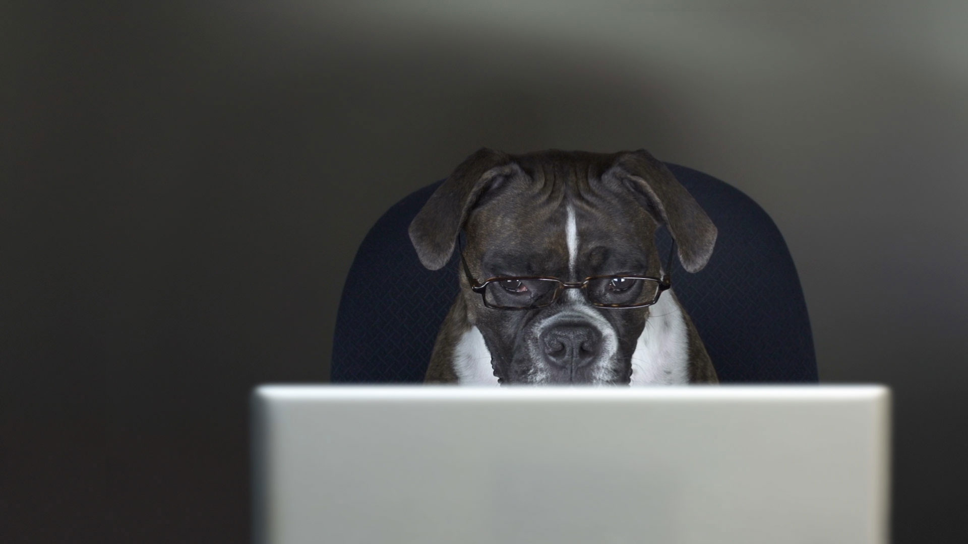 Laptop Hd Wallpapers Dogs With Laptop - HD Wallpaper 