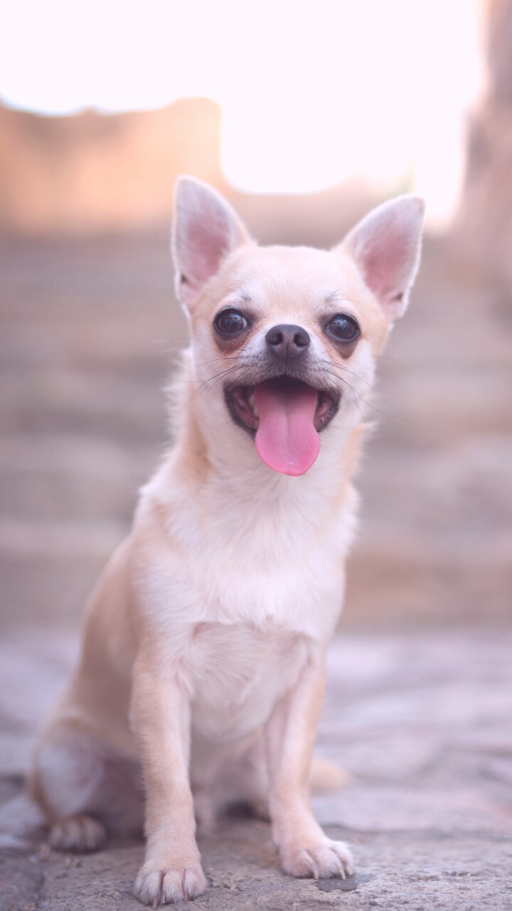 Animals, Baby, And Baby Dog Image - Chihuahua - HD Wallpaper 