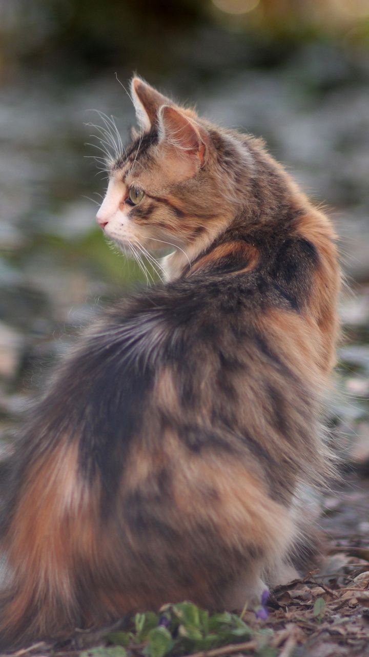 Cat Outside Aesthetic - HD Wallpaper 