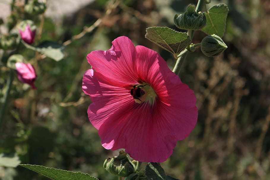 Bumblebee, Rose, Flower, Doga, Pink Roses, Nature, - Flor De Doga - HD Wallpaper 
