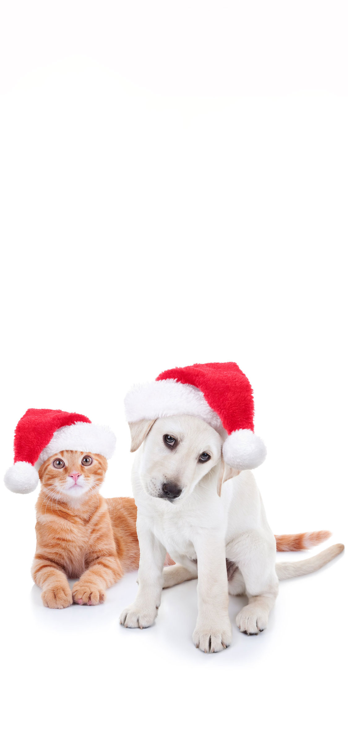 White Dog - Operation Santa Paws 2019 - HD Wallpaper 