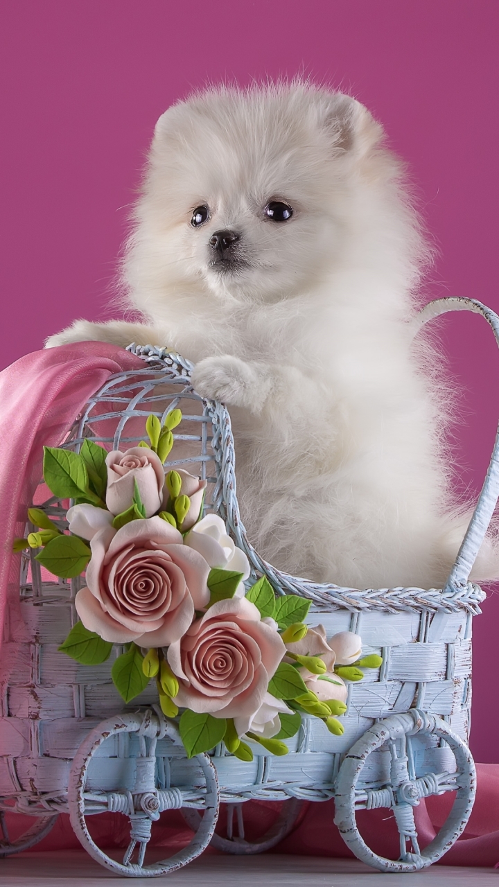 Puppy Wallpaper Pomeranian - HD Wallpaper 