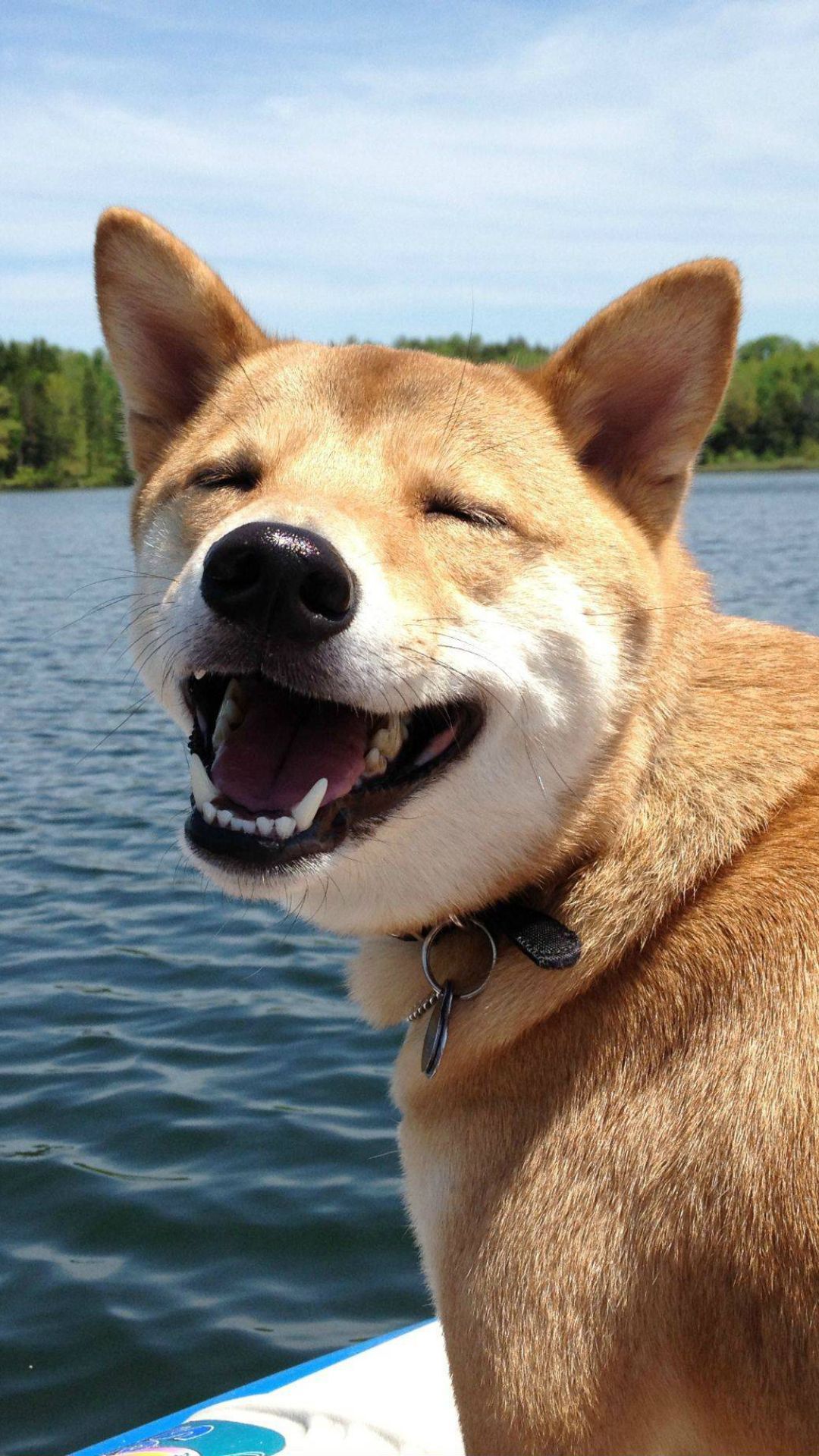 Doggo 1080x1920 Wallpaper teahub.io