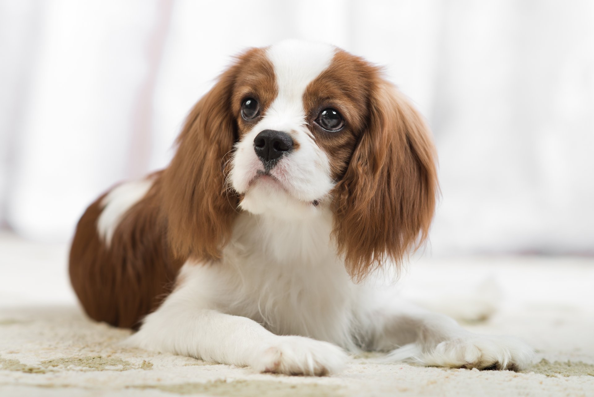 Spaniel Dog Wallpapers 1080p For Laptop Wallpaper - Cavalier King Charles Spaniel Hd - HD Wallpaper 