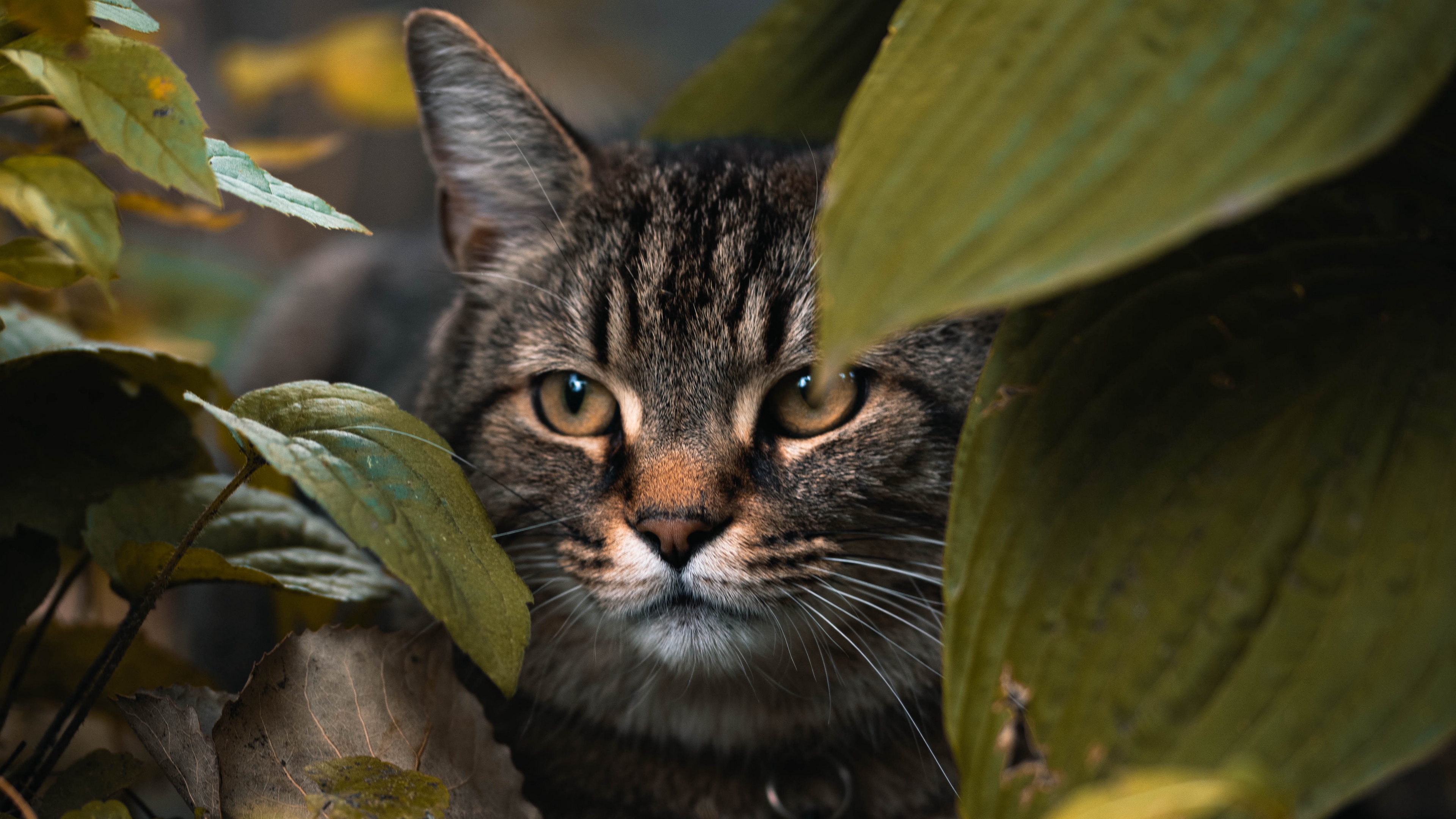 Wallpaper Cat, Leaves, Hide, Glance, Animal - Ultra Hd 4k Animal Photography - HD Wallpaper 
