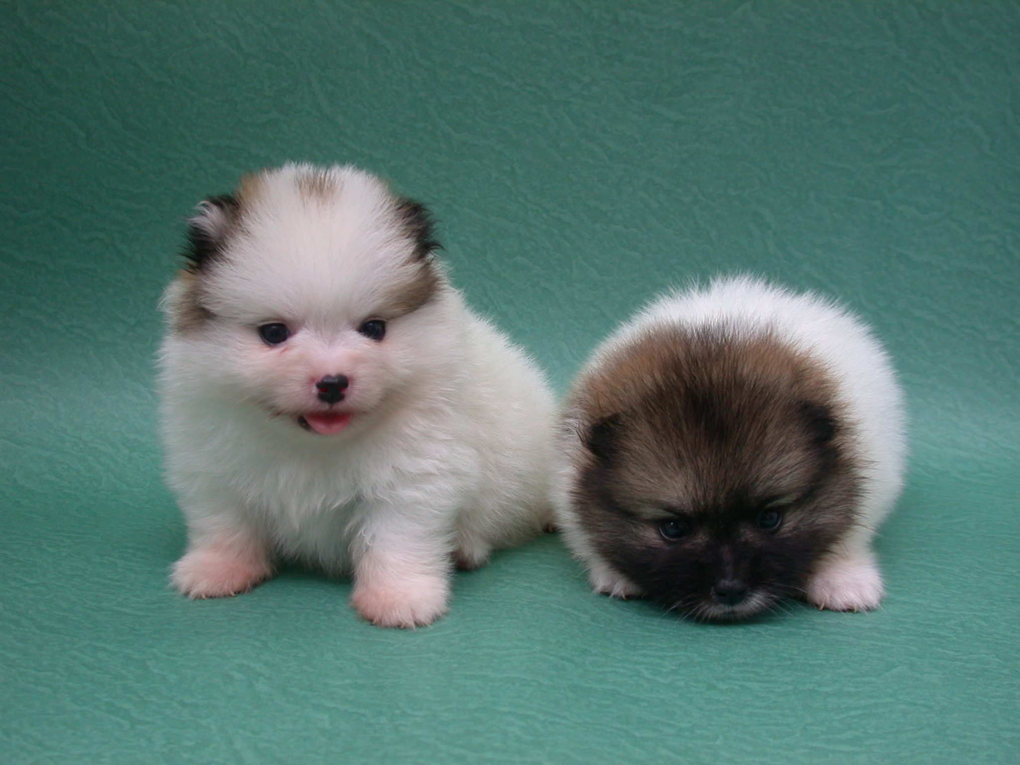 Pomeranian Puppies - HD Wallpaper 