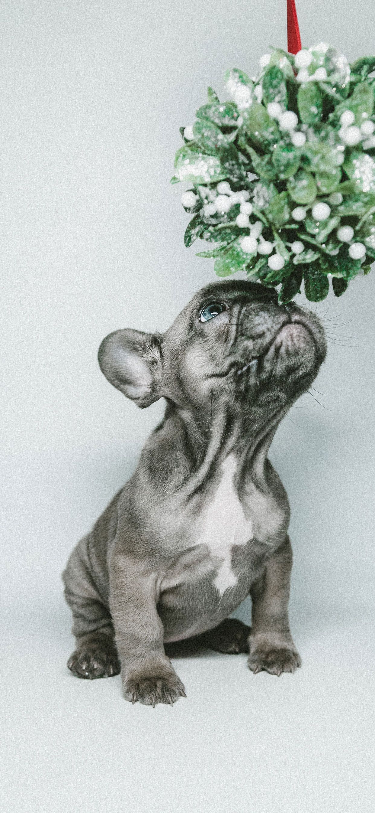 Christmas Card With Dogs Ideas - HD Wallpaper 