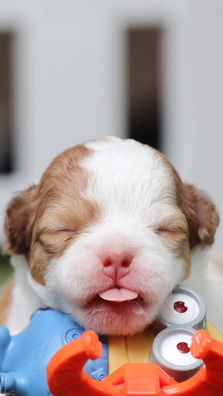 Puppy Closed Eyes - HD Wallpaper 