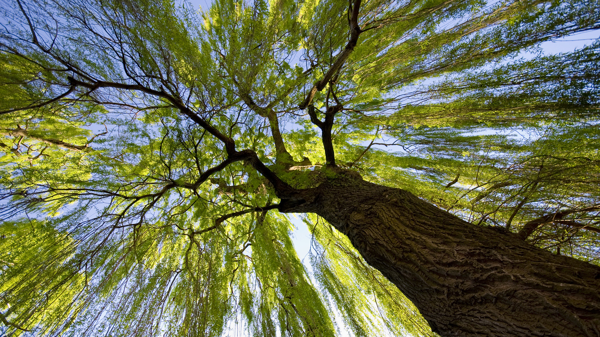 The Majestic Willow - Trees Worms Eye View - HD Wallpaper 