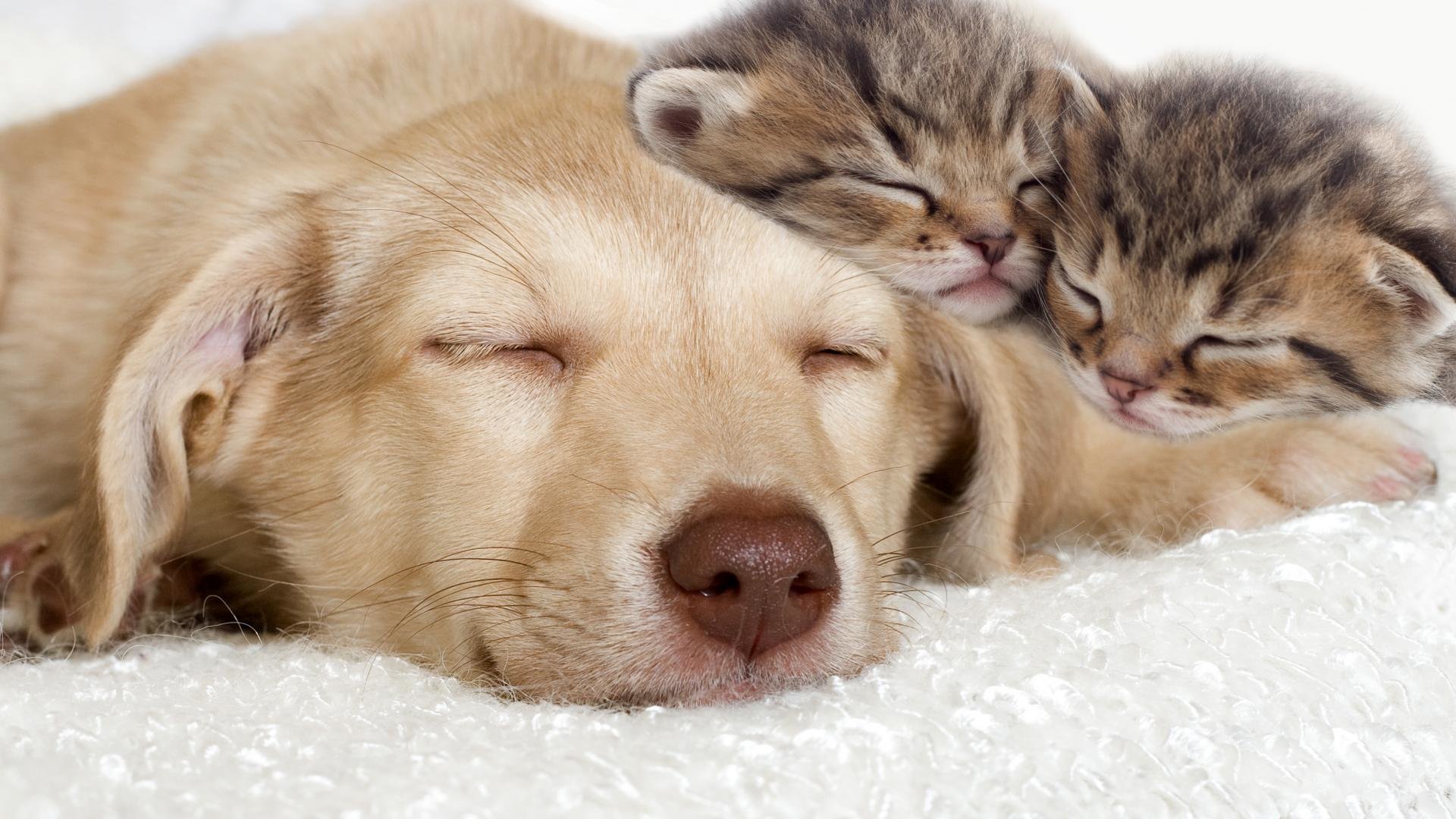 Free Cat And Dog High Quality Wallpaper Id - Kittens And Puppies Sleeping - HD Wallpaper 