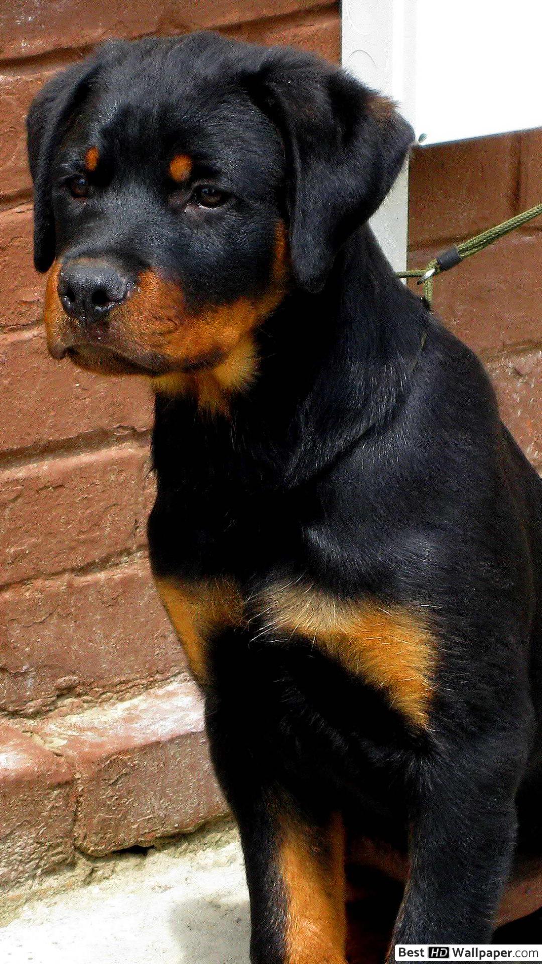 Rottweiler Dog - HD Wallpaper 