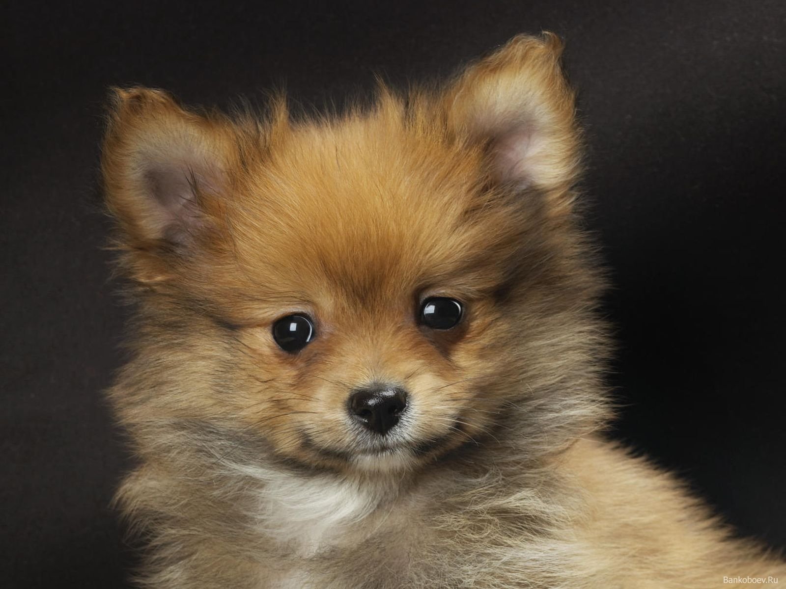 Pomeranian Puppies - HD Wallpaper 