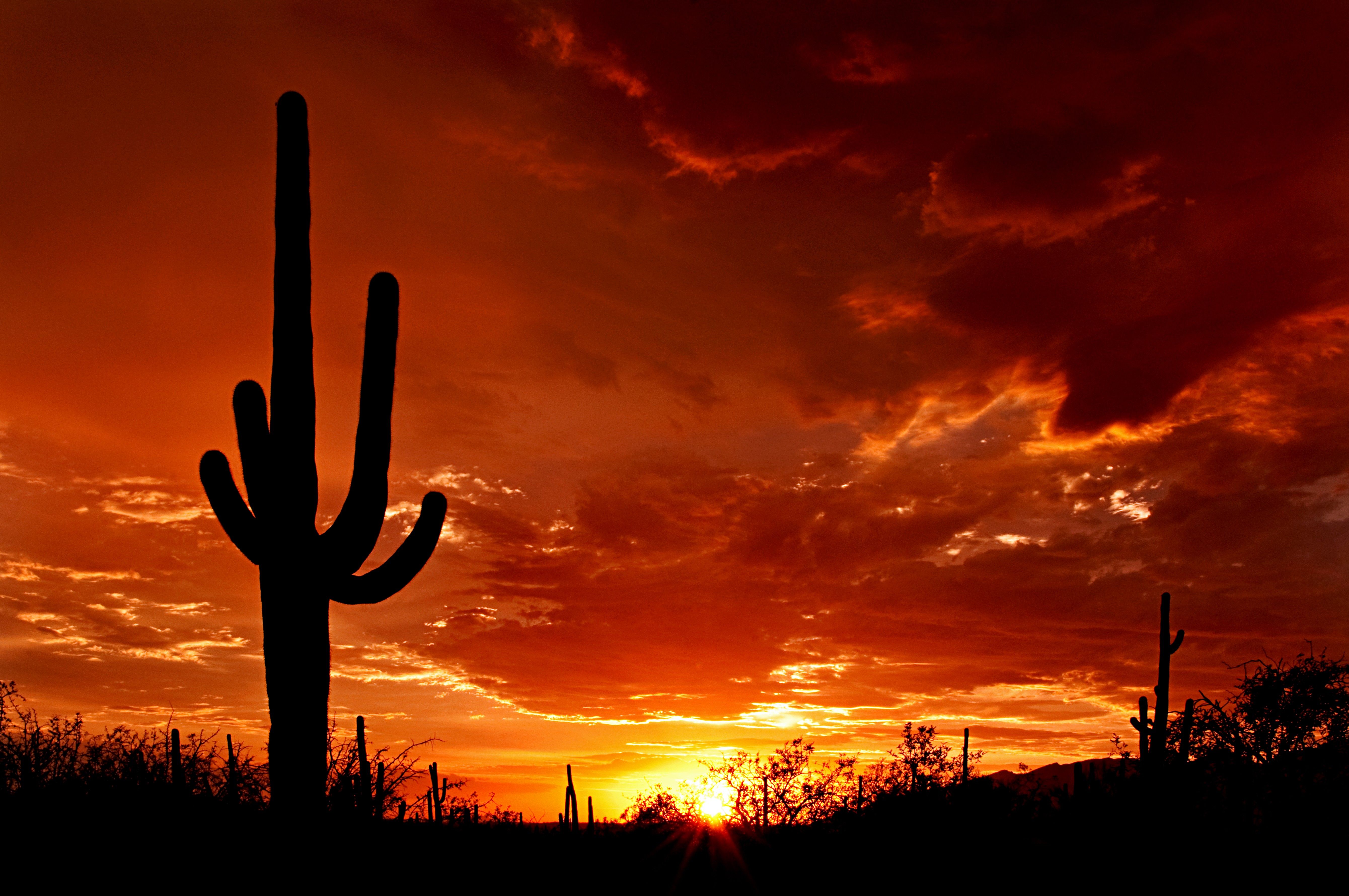 Saguaro National Park - HD Wallpaper 