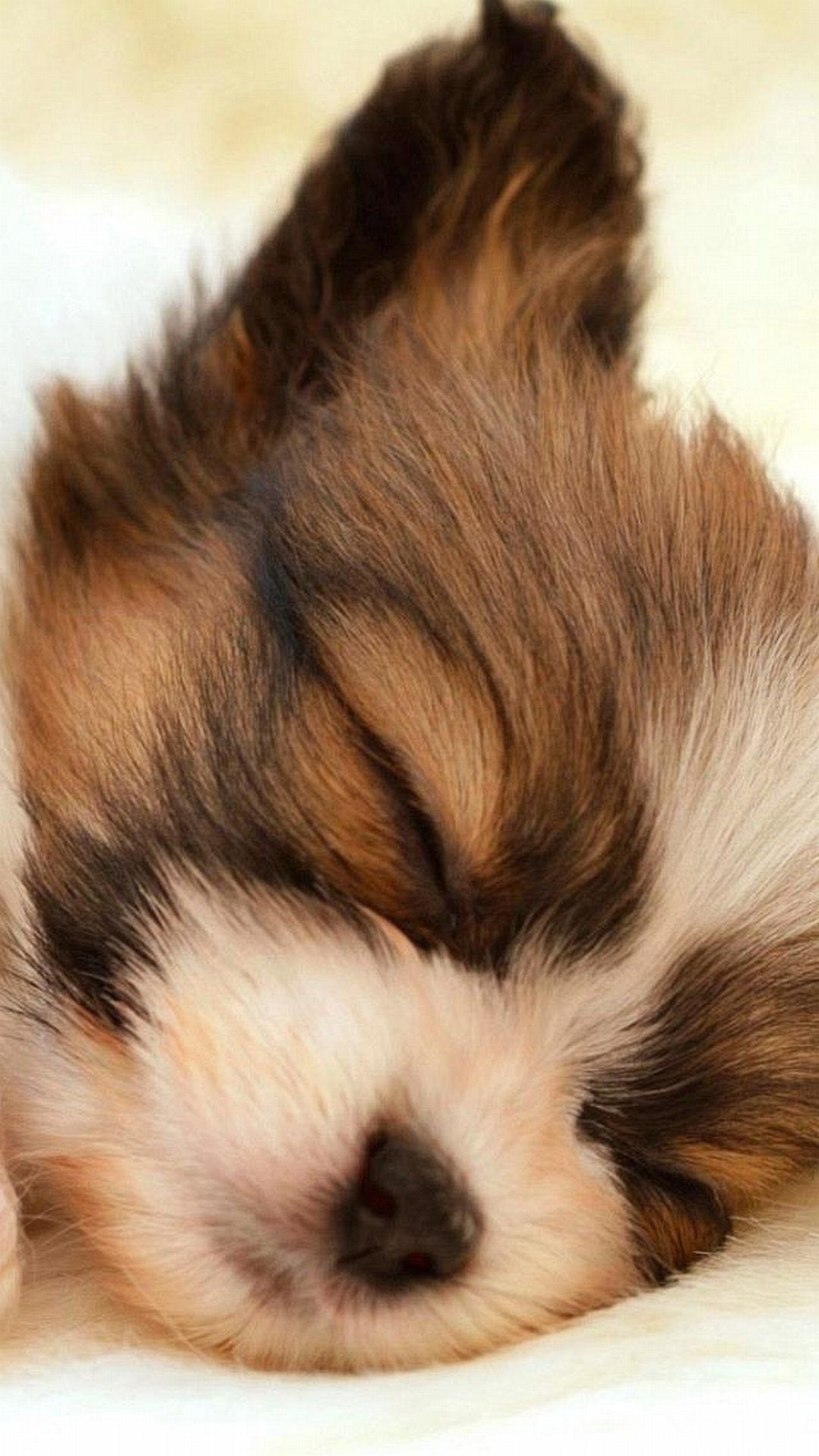 Cute Puppies Wallpapers For Iphone - 1080x1920 Wallpaper Cute Puppies Wallpapers For Iphone - 1080x1920 Wallpaper