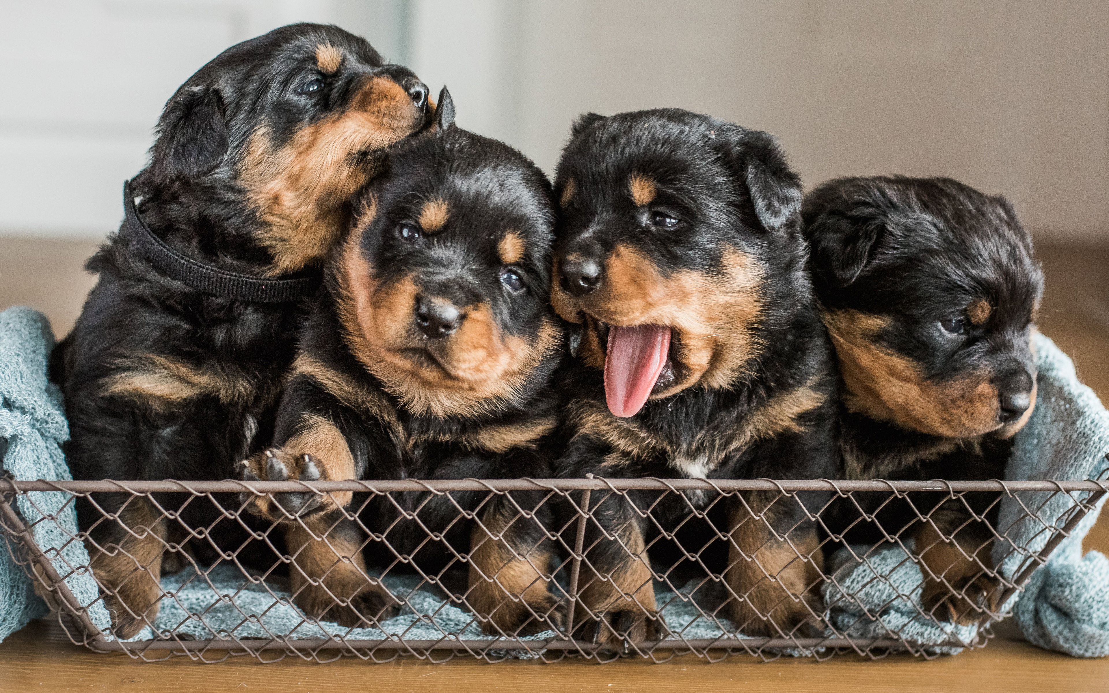 Rottweiler, Puppies, Domestic Dog, 4k, Quartet, Cute - Cute Rottweiler Puppies - HD Wallpaper 