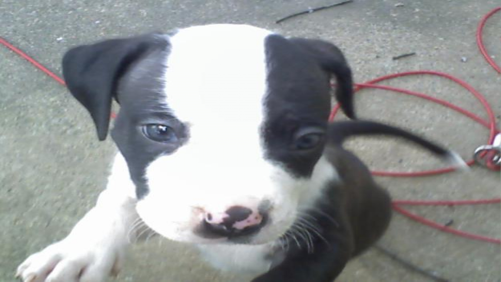 Pit Bull - HD Wallpaper 